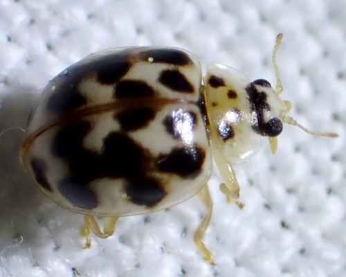 Twenty-spotted Lady Beetle photographed in North Carolina