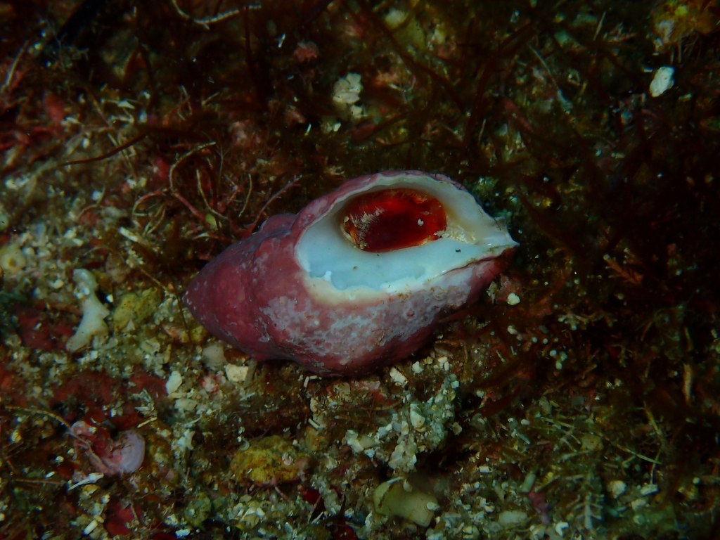 Pascula palmeri