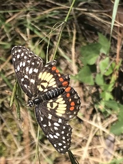 Chlosyne melitaeoides