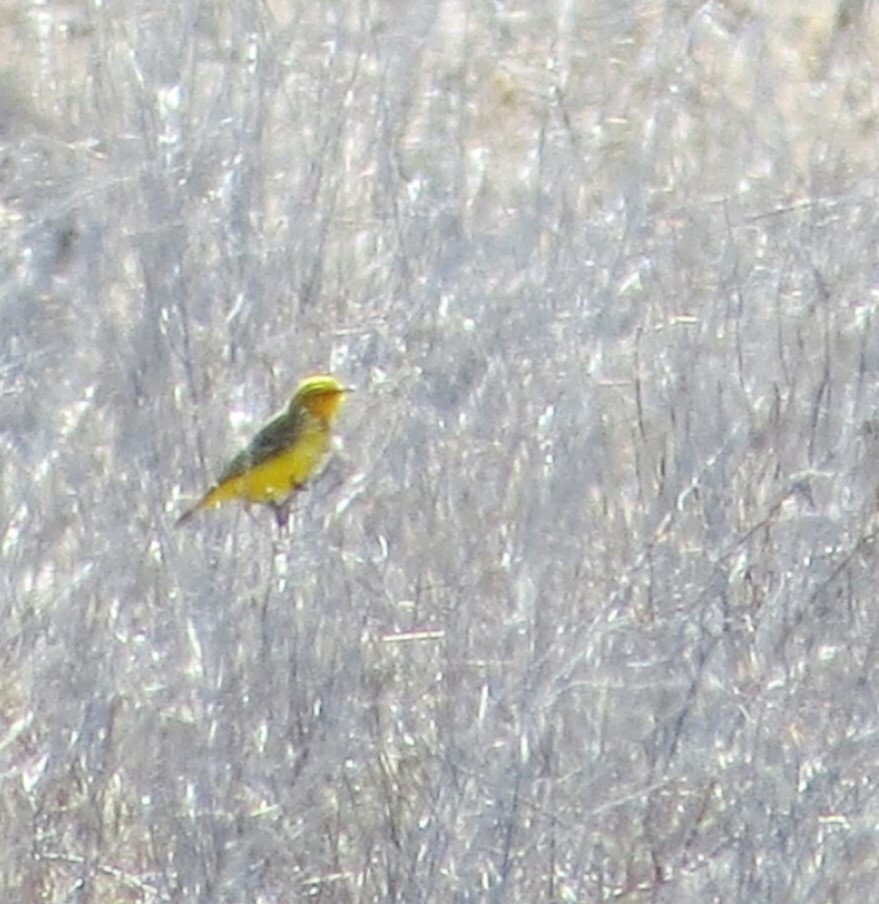 Yellow Chat illustration