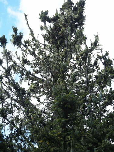 Image of Picea morrisonicola by no rights reserved