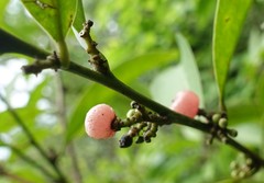 Glycosmis parviflora