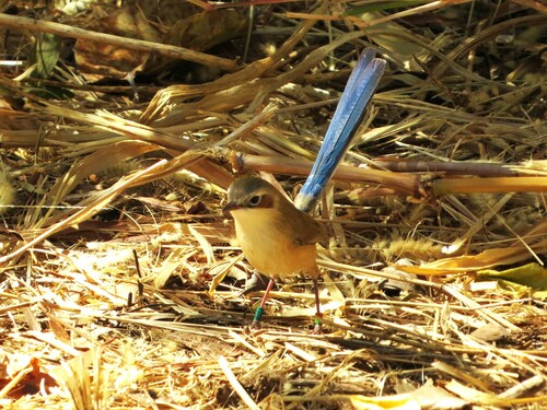 Mérion couronné (Malurus coronatus)