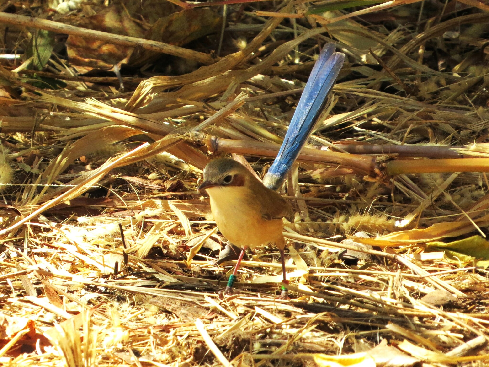 Purple-crowned Fairywren illustration