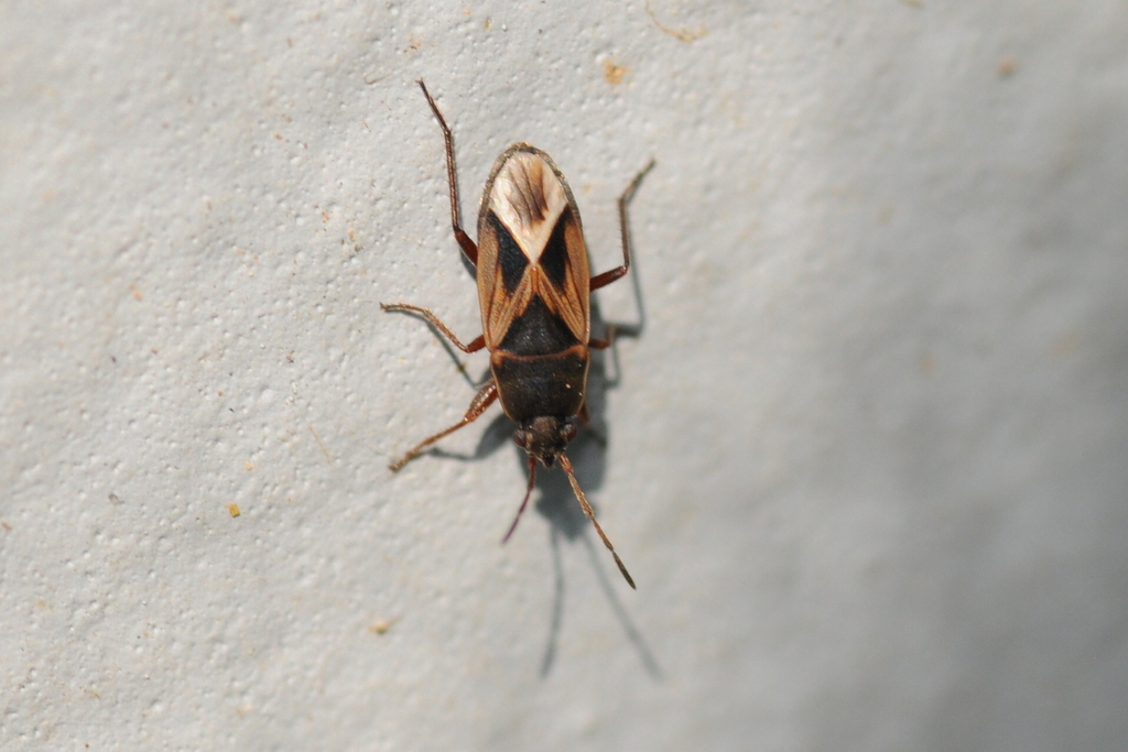 Malezonotus sodalicius