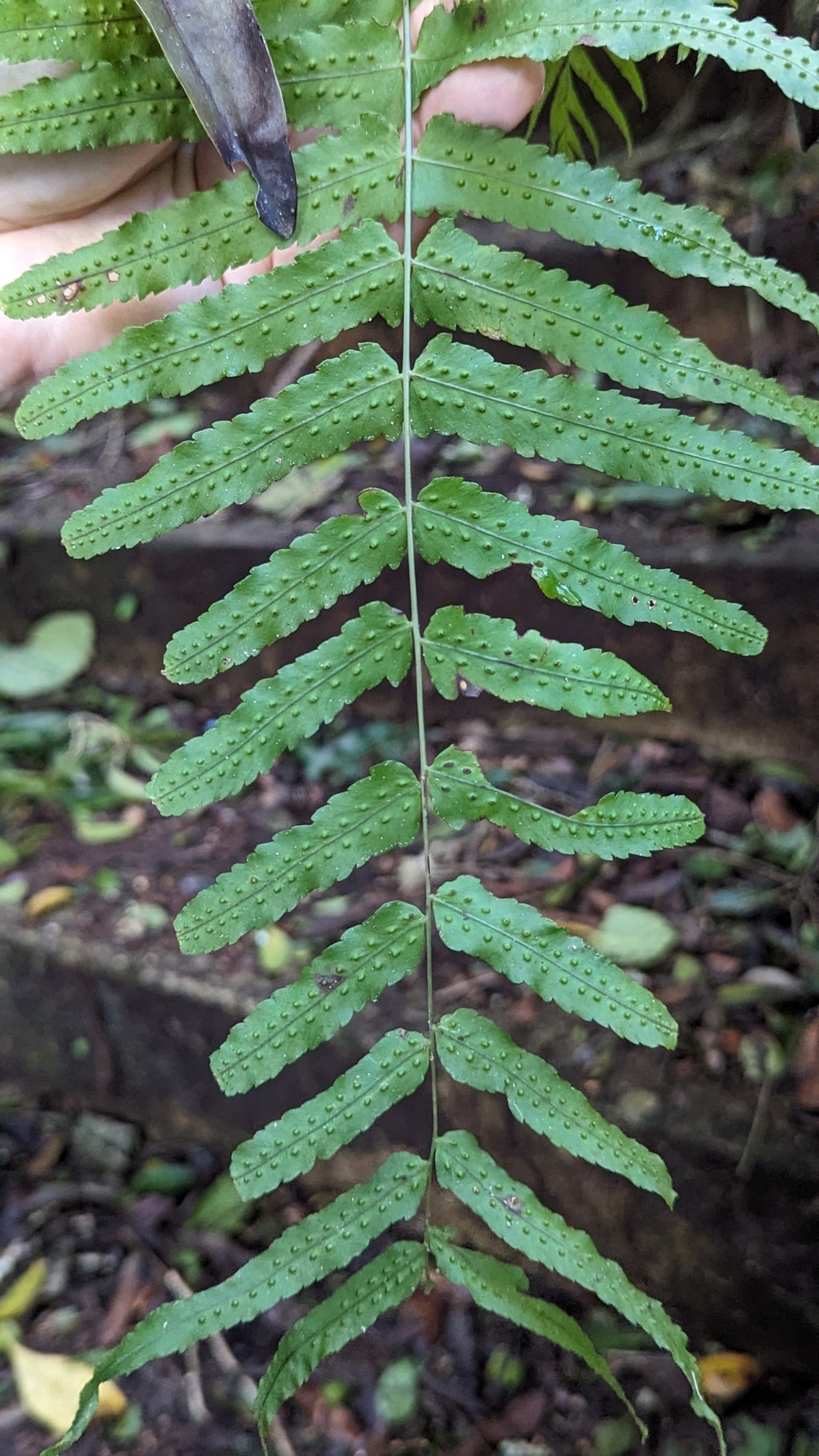 Imagem de Goniophlebium subauriculatum