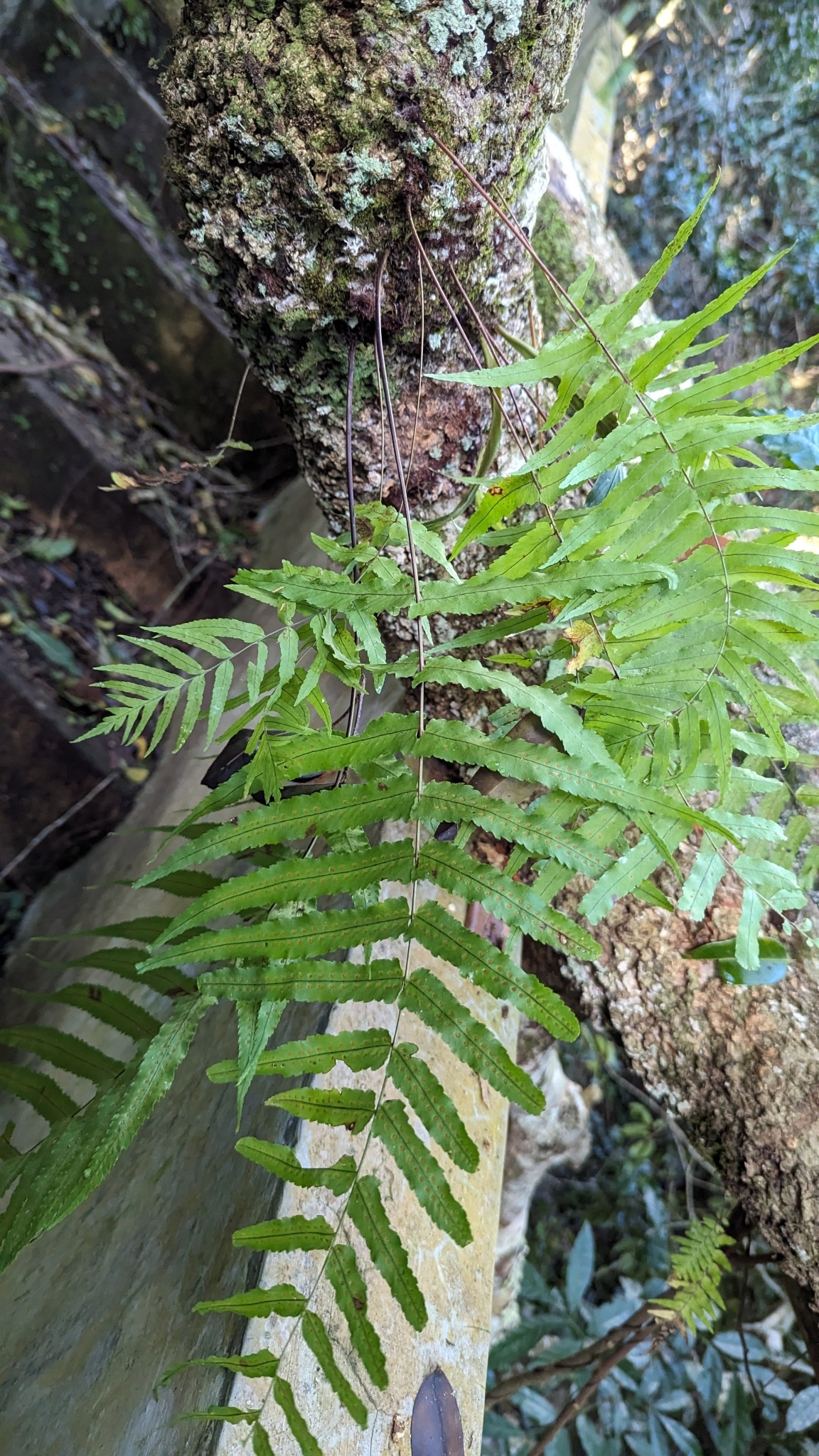 Imagem de Goniophlebium subauriculatum