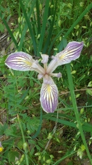 Iris purdyi