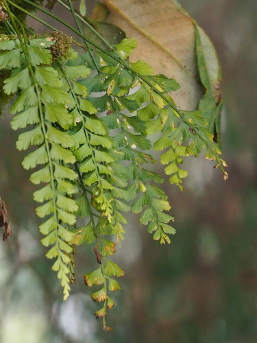 Asplenium yoshinagae iNat (1)