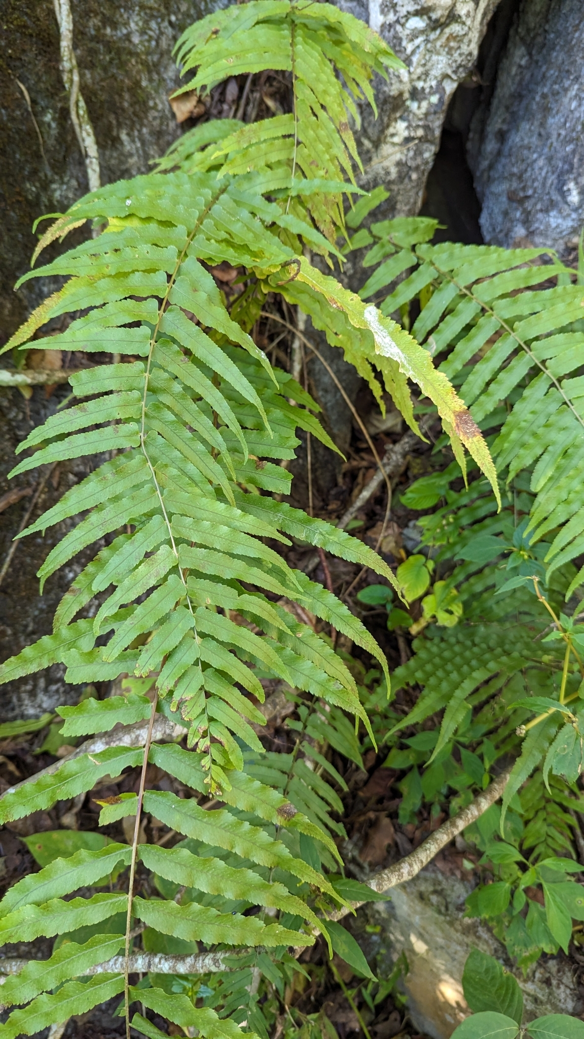 Imagem de Goniophlebium subauriculatum