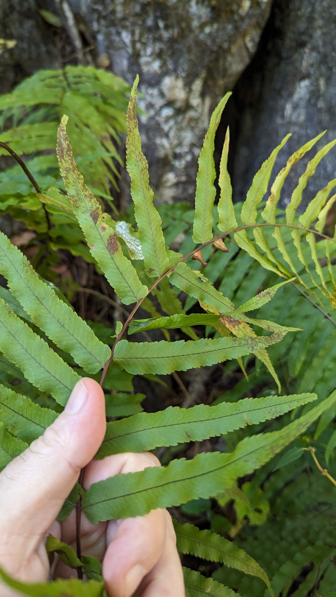 Imagem de Goniophlebium subauriculatum