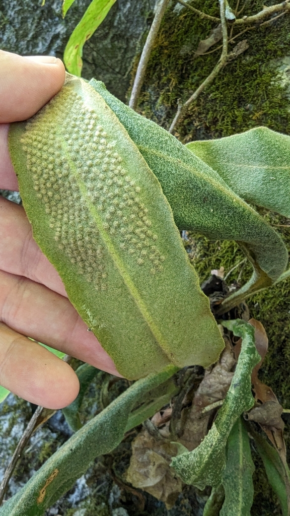 Pyrrosia penangiana (Pyrrosia penangiana)