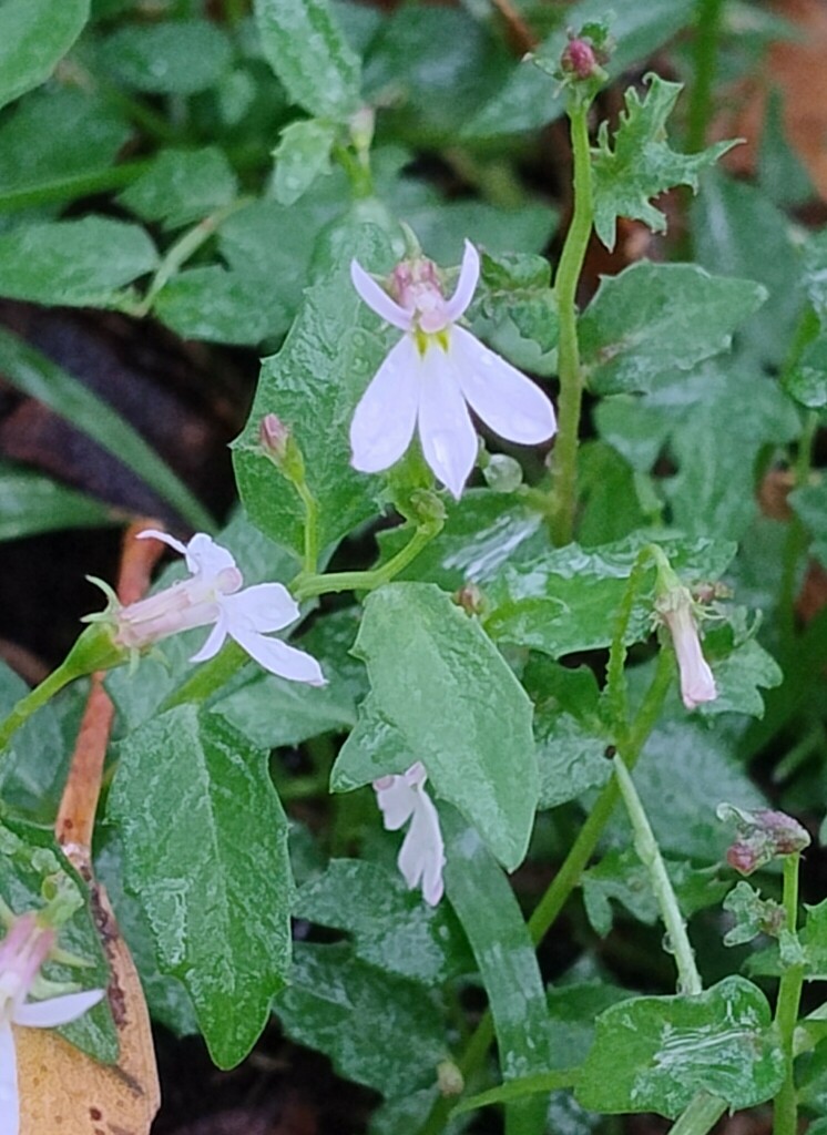 White Root in April 2024 by R.M. Common in lawn. · iNaturalist