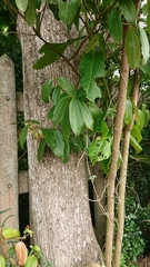 Cinnamomum yabunikkei