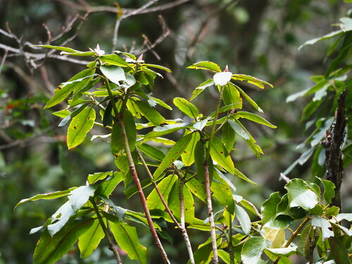 Image of Rhododendron pseudochrysanthum by no rights reserved