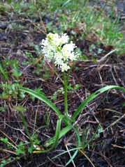 Toxicoscordion venenosum