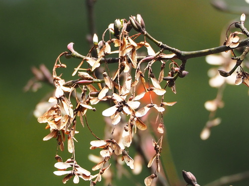 Image of Acer serrulatum by no rights reserved