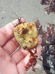 Halichondria panicea