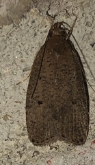 Psilocorsis reflexella