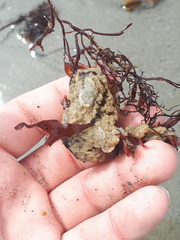 Halichondria panicea