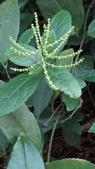 Chloranthus spicatus, photograph 賴碧珠, CC BY, iNaturalist via GBIF