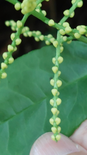 Chloranthus spicatus, photograph 6