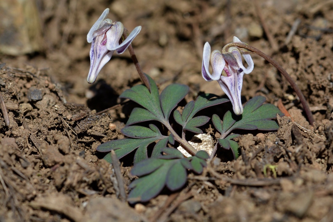 Dicentra uniflora