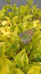 Callophrys xami xami