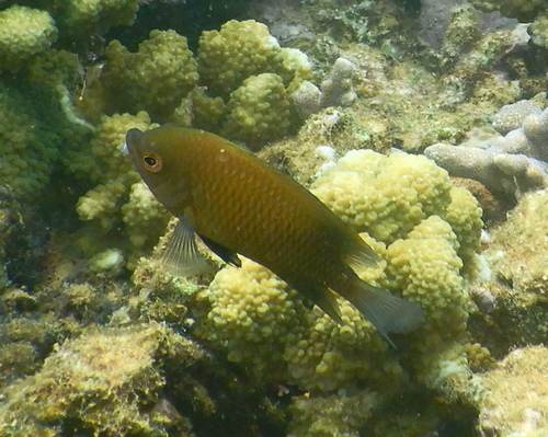 Diklip-juffertje (Cheiloprion labiatus) — Pomacentridae