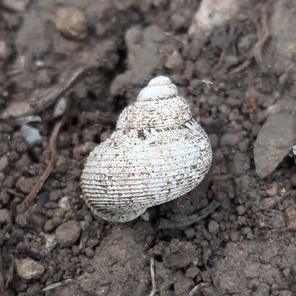 Pomatias raricosta