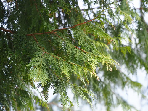 Image of Chamaecyparis obtusa by no rights reserved
