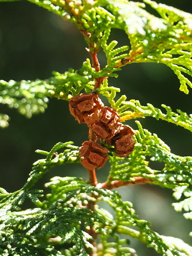 Image of Chamaecyparis obtusa by no rights reserved