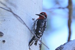 Sphyrapicus ruber × nuchalis