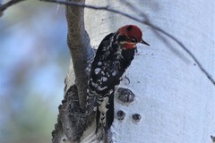 Sphyrapicus ruber × nuchalis