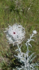 Cirsium occidentale occidentale