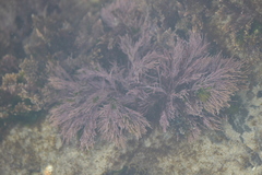 Lithothrix aspergillum