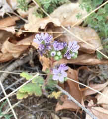 Phacelia bombycina