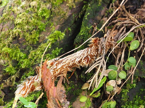 Image of Davallia trichomanoides by no rights reserved