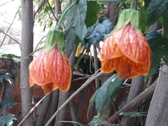 Callianthe picta