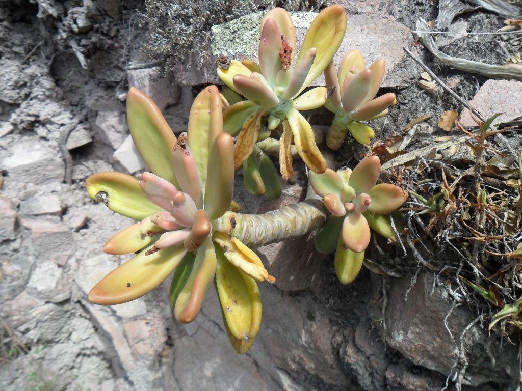 Imagem de Pachyphytum