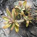 Pachyphytum kimnachii - Photo (c) Pedro Nájera Quezada, some rights reserved (CC BY-NC), uploaded by Pedro Nájera Quezada