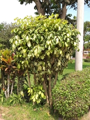 Polyscias guilfoylei