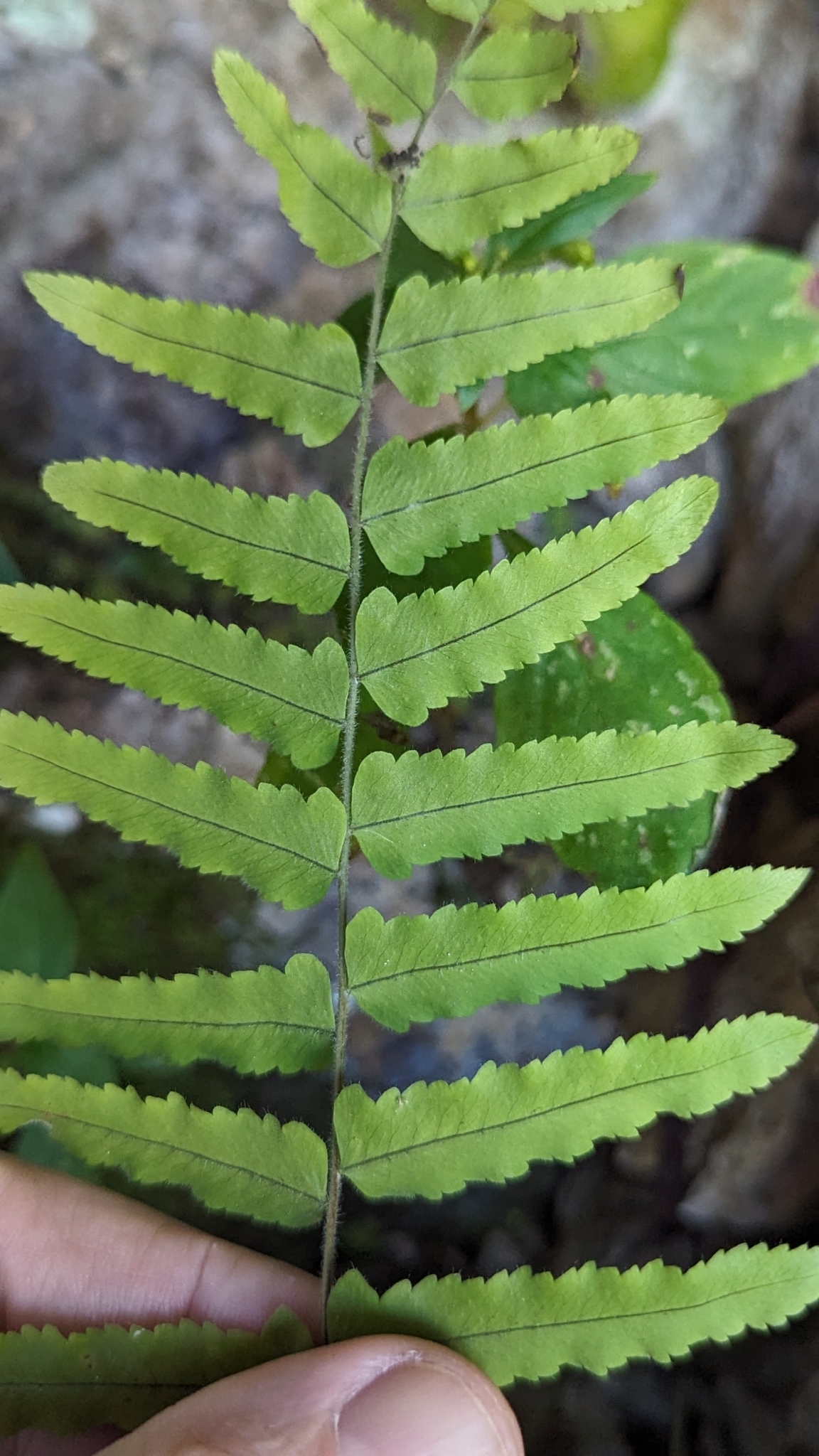 Imagem de Goniophlebium subauriculatum