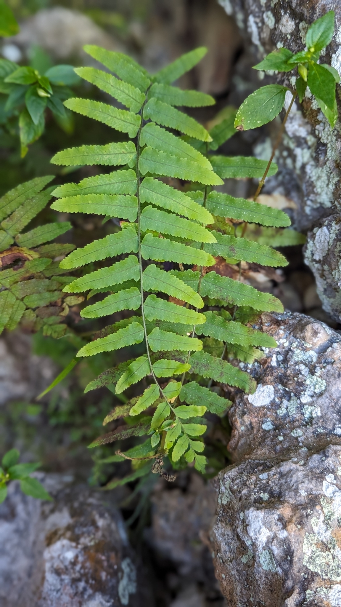 Imagem de Goniophlebium subauriculatum