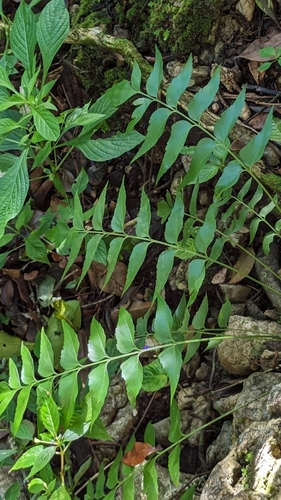 Asplenium macrophyllum observed 2024-04-20