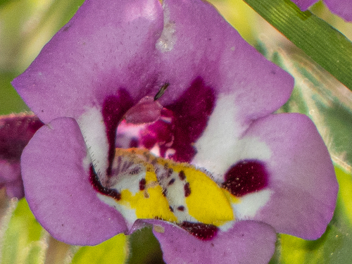 iNaturalist observation photo of Thrips