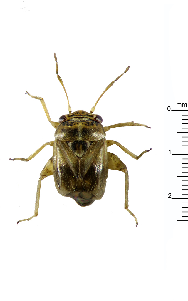 Plant bug