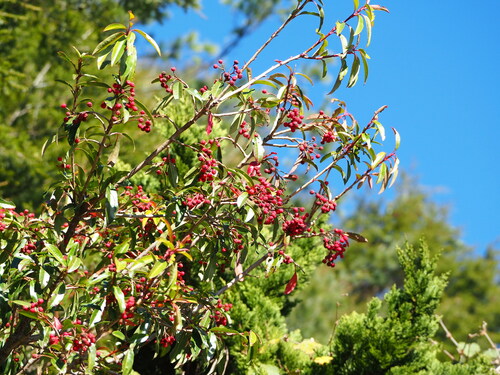 Image of Photinia niitakayamensis by no rights reserved