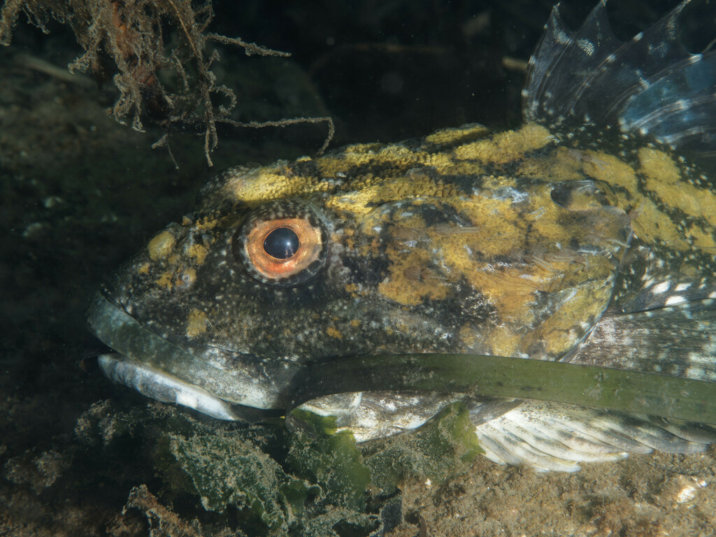 Great sculpin (Myoxocephalus polyacanthocephalus) — Cottidae
