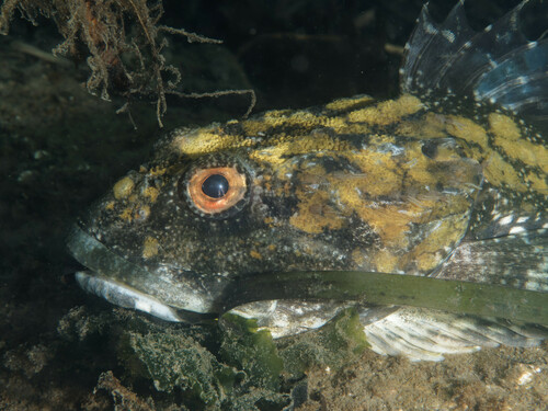 Great sculpin (Myoxocephalus polyacanthocephalus) — Cottidae
